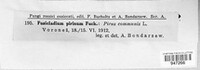 Fusicladium pirinum image